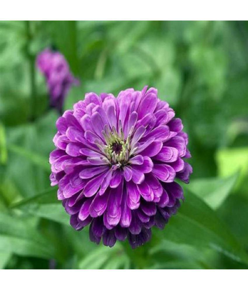     			Zinnia F1 Elegans Purple - Flower Seeds pack of 30