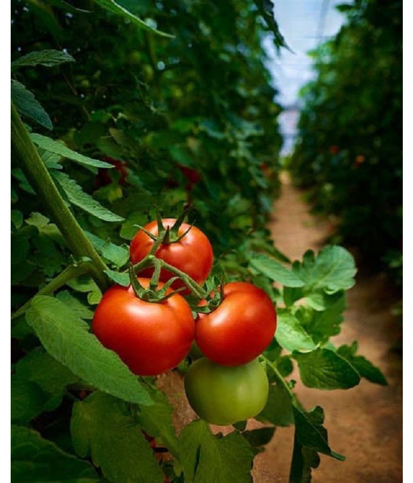     			Gardens Disease Resistant Tomato F1 Hybrid "Arka Rakshak" 50 Seeds