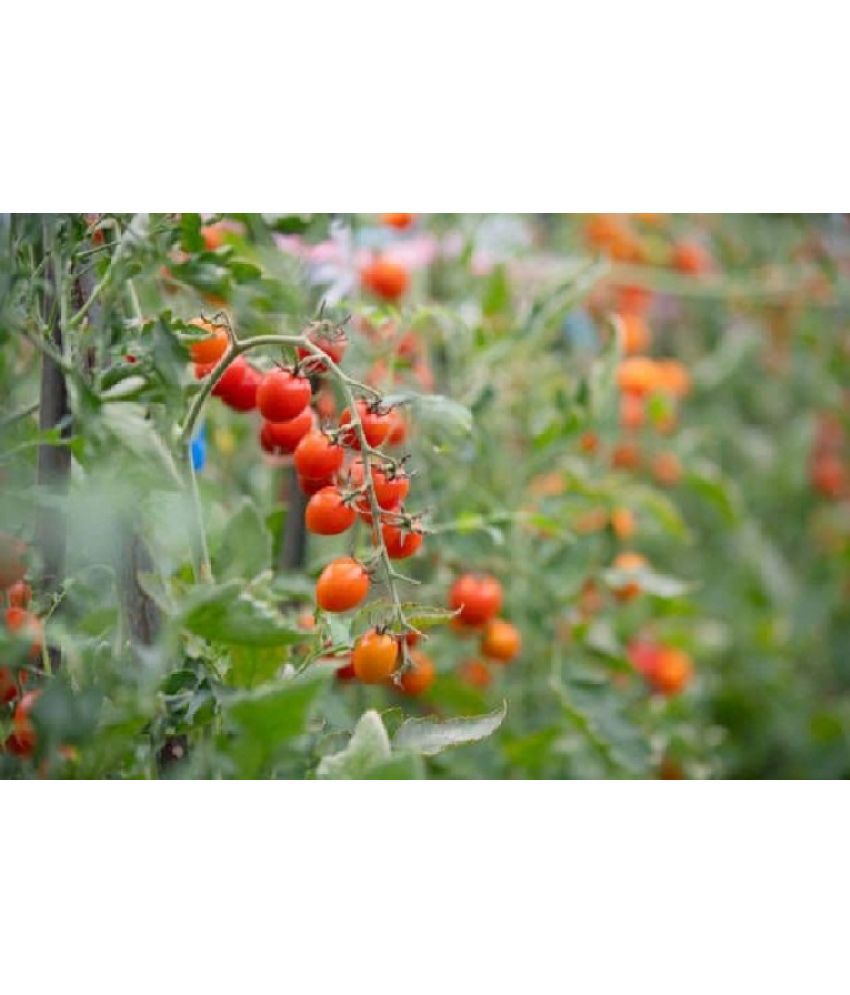    			Tomato Exotic Seeds - Pack of 100 Hybrid Seeds