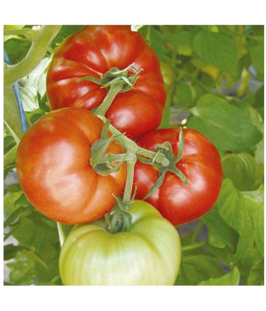     			tomato Seeds Heirloom Tomatoes | Pack of 100 Seeds
