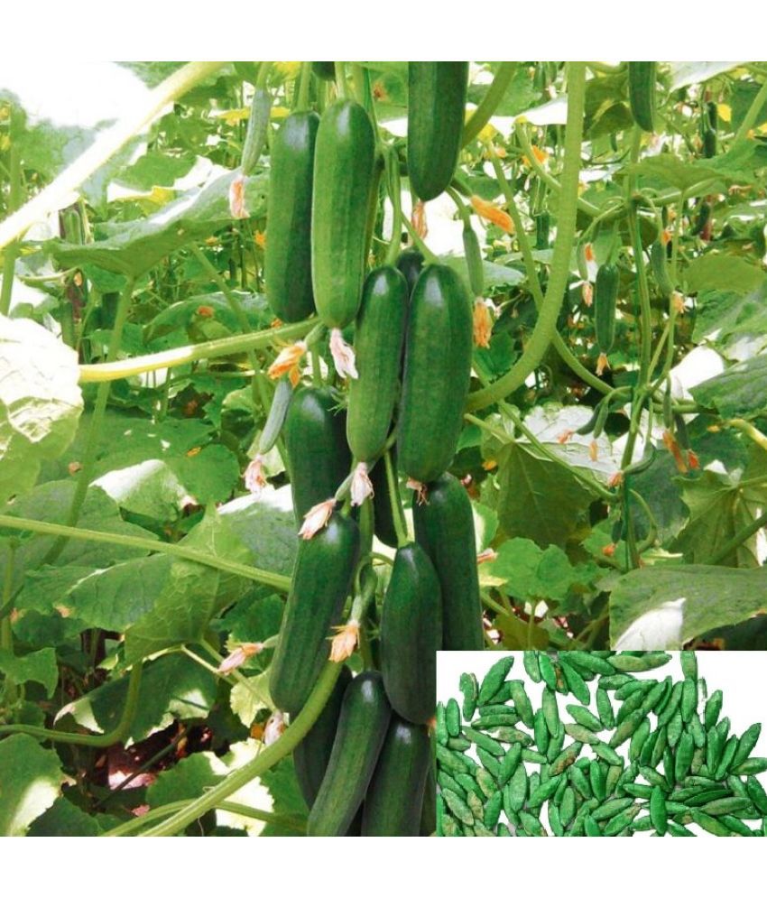     			cucumber vegetable Hybrid Seeds | Pack of 10 seeds