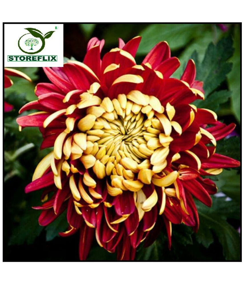     			STOREFLIX CHRYSANTHEMUM RAINBOW YELLOW AND RED MIX GIANT FLOWER 50 SEEDS PACK FOR INDOOR AND OUTDOOR HOME AND TERRACE GARDENING USE WITH FREE COCOPEAT SOIL AND USER MANUAL