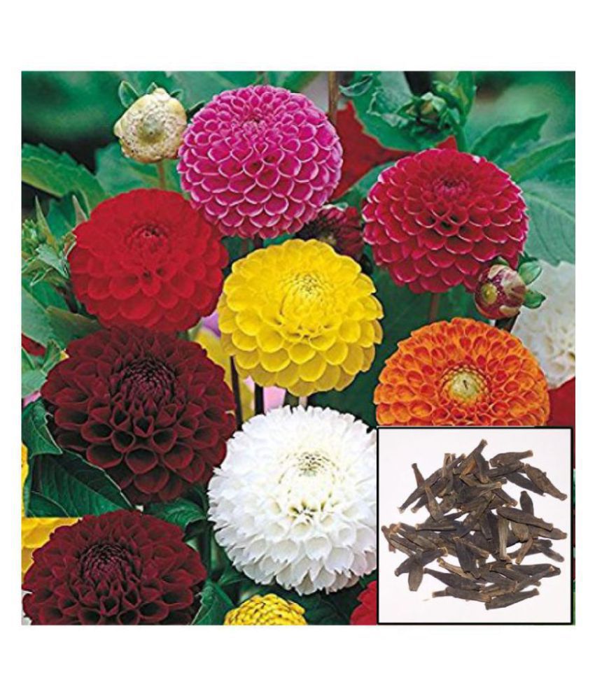HOMETALES- Dhalia Flower Seeds (Pack of 30)