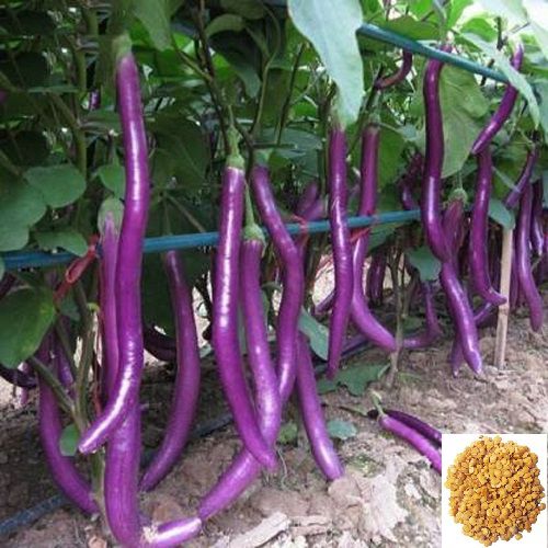 African Hybrid Brinjal Eggplant | Pack of 50 seeds 100 gm cocopeat