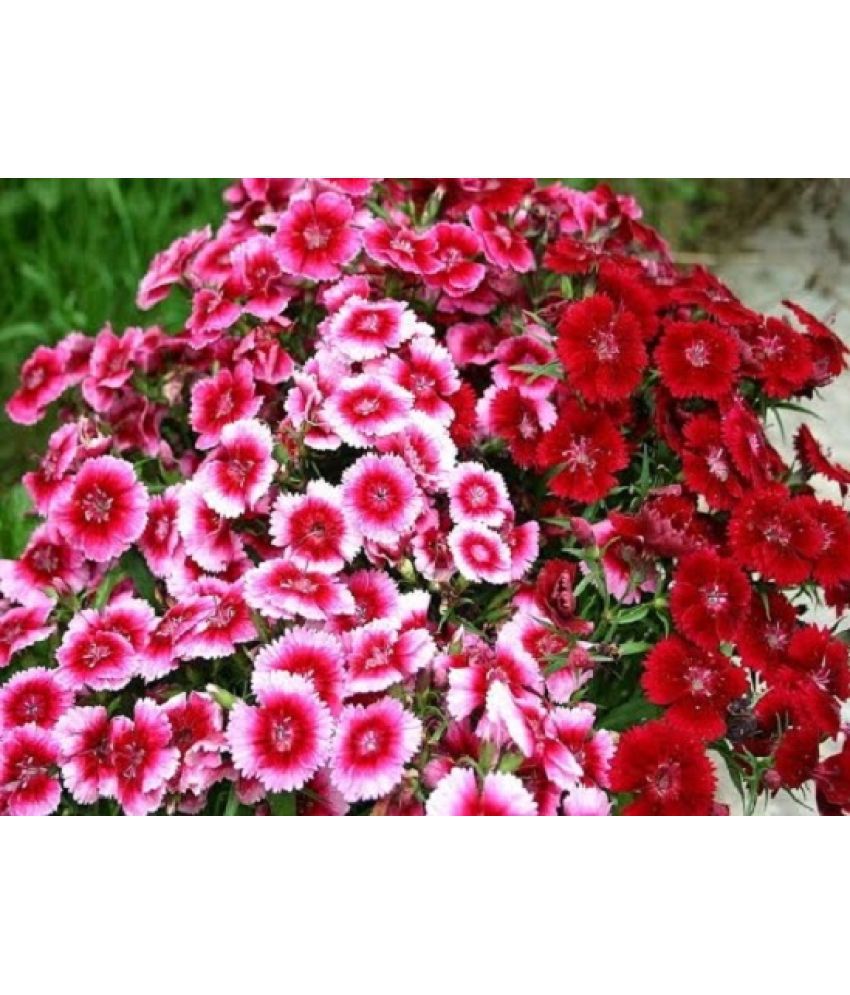     			Sweet William pack of 30 seeds