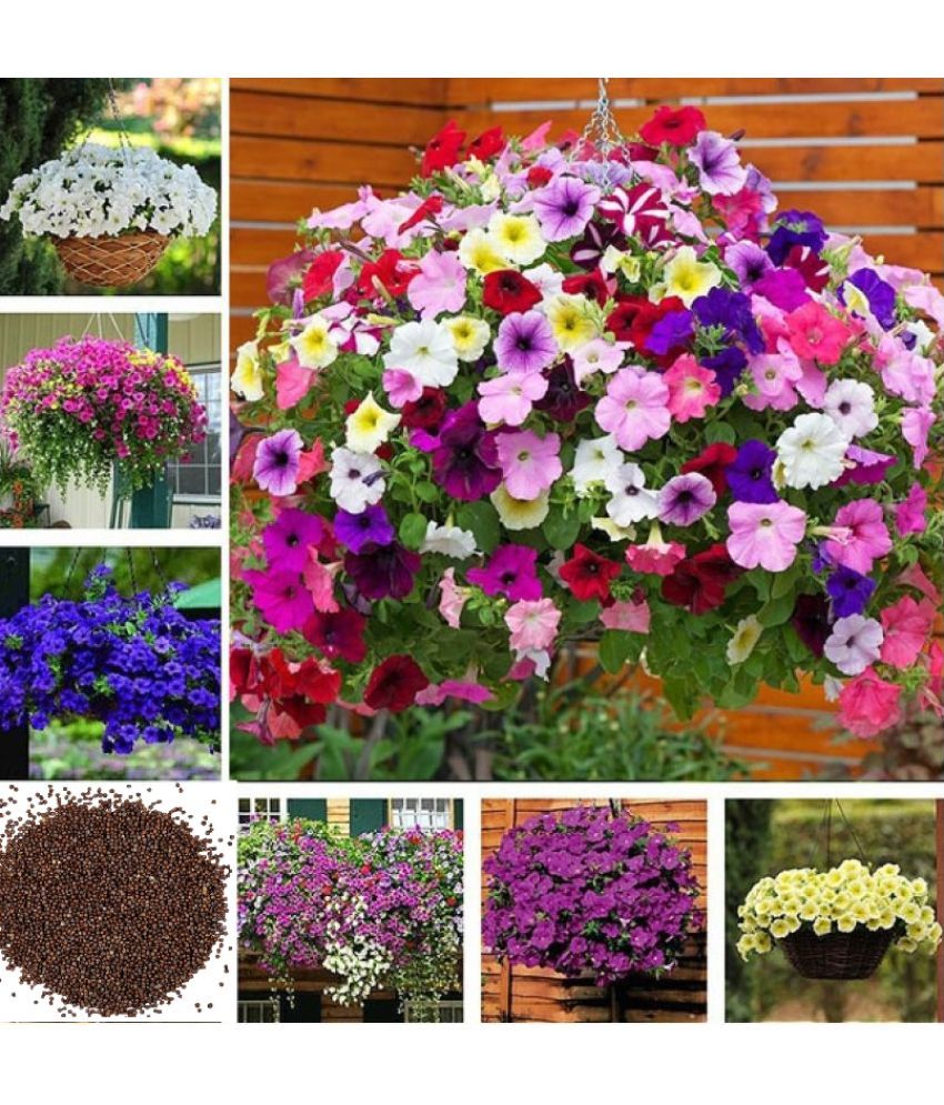     			petunia mix flower seed ( 100 seeds + cocopeat free ) home garden Best Quality Premium Hyrbrid seeds