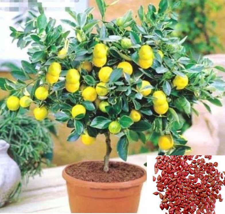     			Suitable Fruit Seeds-lemon seeds 10 seeds