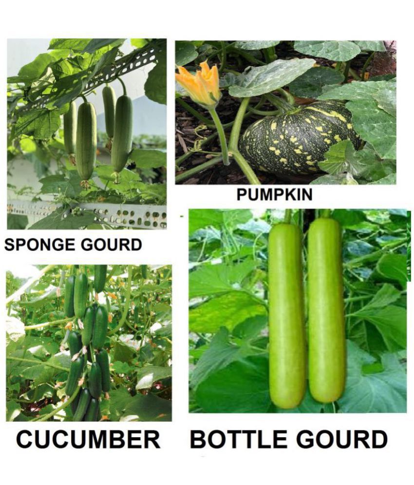     			Vegetable Seeds combo for Kitchen Garden - 40+ Seeds | Easy to Grow with Instruction Manual