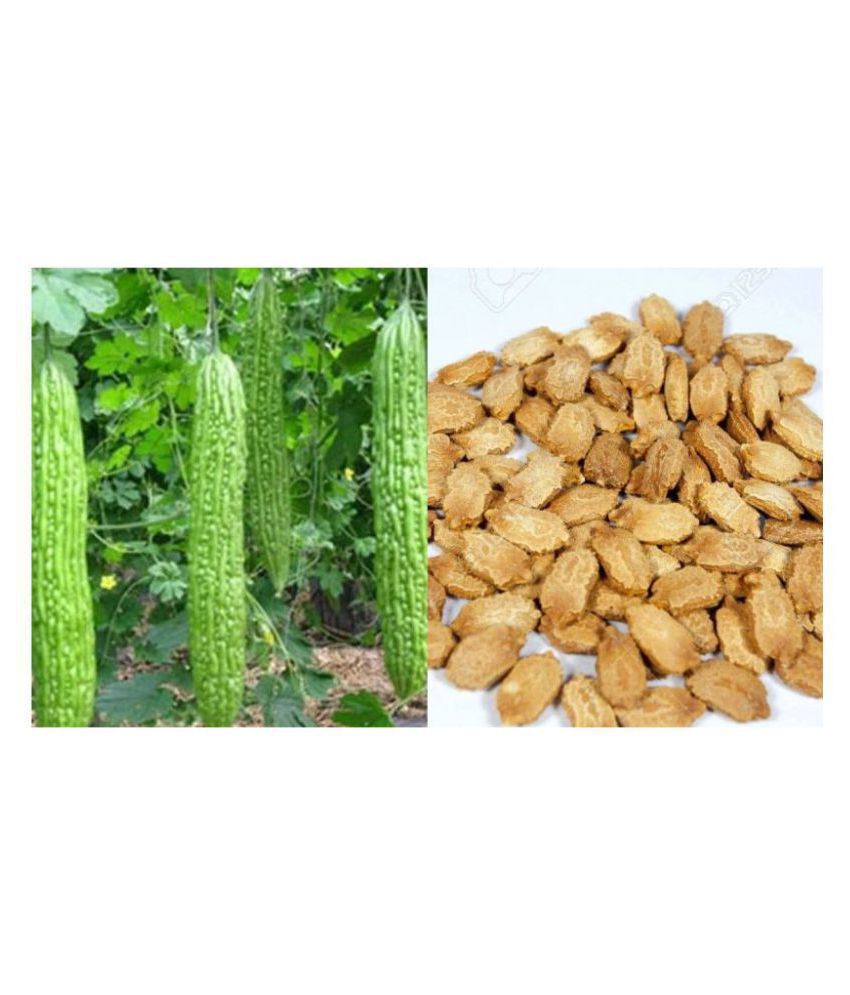     			Saraswati Traders Vegetable seed -Bitter Gourd - Karela Seeds F1