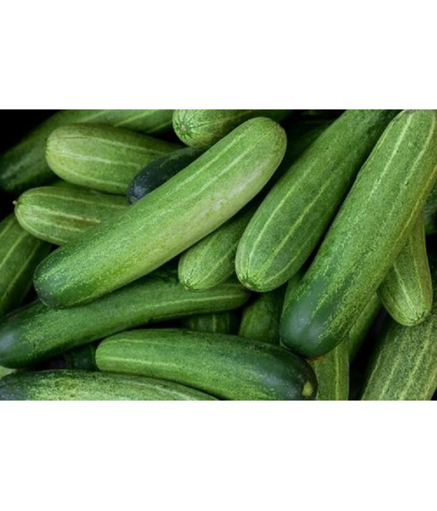    			Emerald Cucumber (kakdi) Long - Vegetable Seed ( Pack of 10 Seeds )