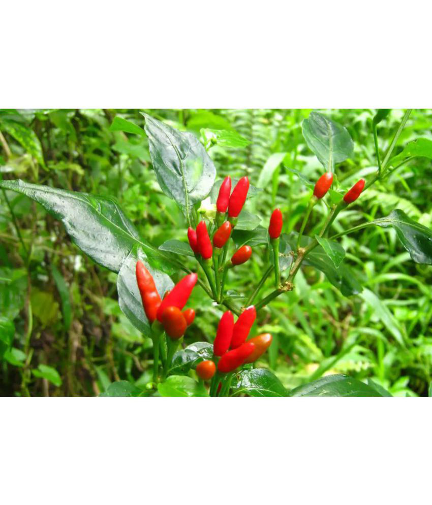     			Chili F1 Hybrid Red Pepper Type Pack of 100 Seeds