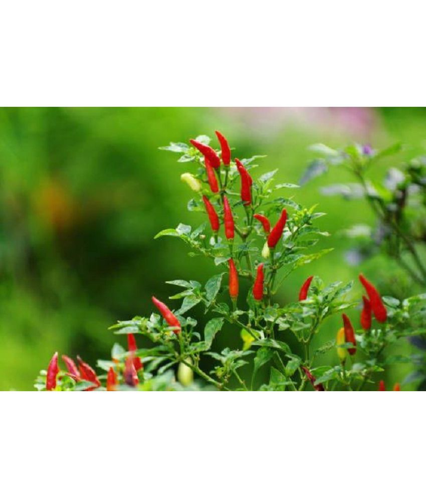     			Hot Chili Seeds | Vegetable pepper Red Chilli Seeds | 100 Seeds