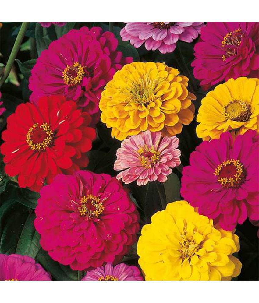     			STOREFLIX 10 COLORS MIX DAHLIA FLOWER SEEDS Seed (50 per packet) WITH FREE COCOPEAT SOIL AND USER MANUAL
