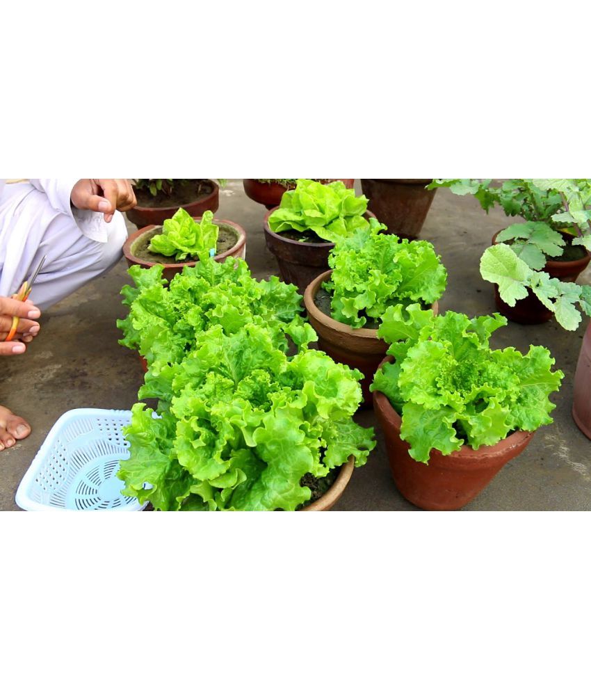     			STOREFLIX LETTUCE GREEN SALAD PATTA VEGETABLE Seed (100 per packet) WITH USER MANUAL