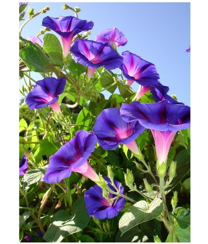     			STOREFLIX MORNING GLORY IPOMOEA MIX VARIETY Seed (30 per packet) WITH FREE COCOPEAT SOIL AND USER MANUAL