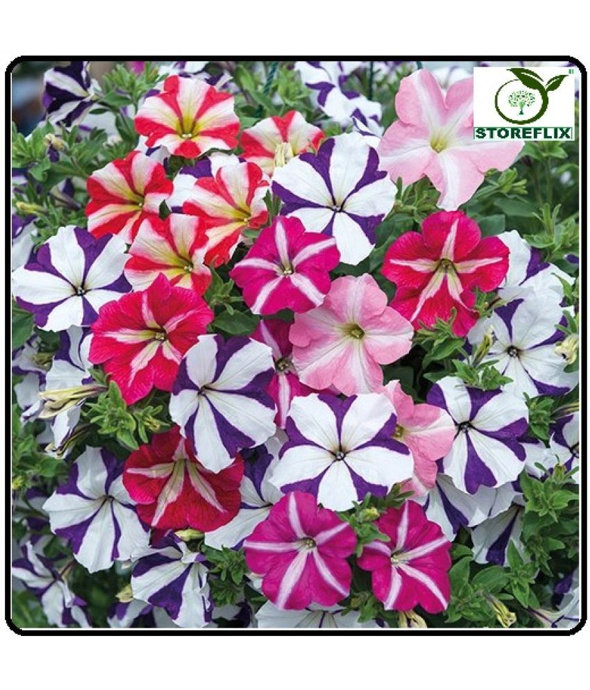     			STOREFLIX Petunia Double Cascade F1 Mix Seed (50 per packet) WITH FREE COCOPEAT SOIL AND USER MANUAL