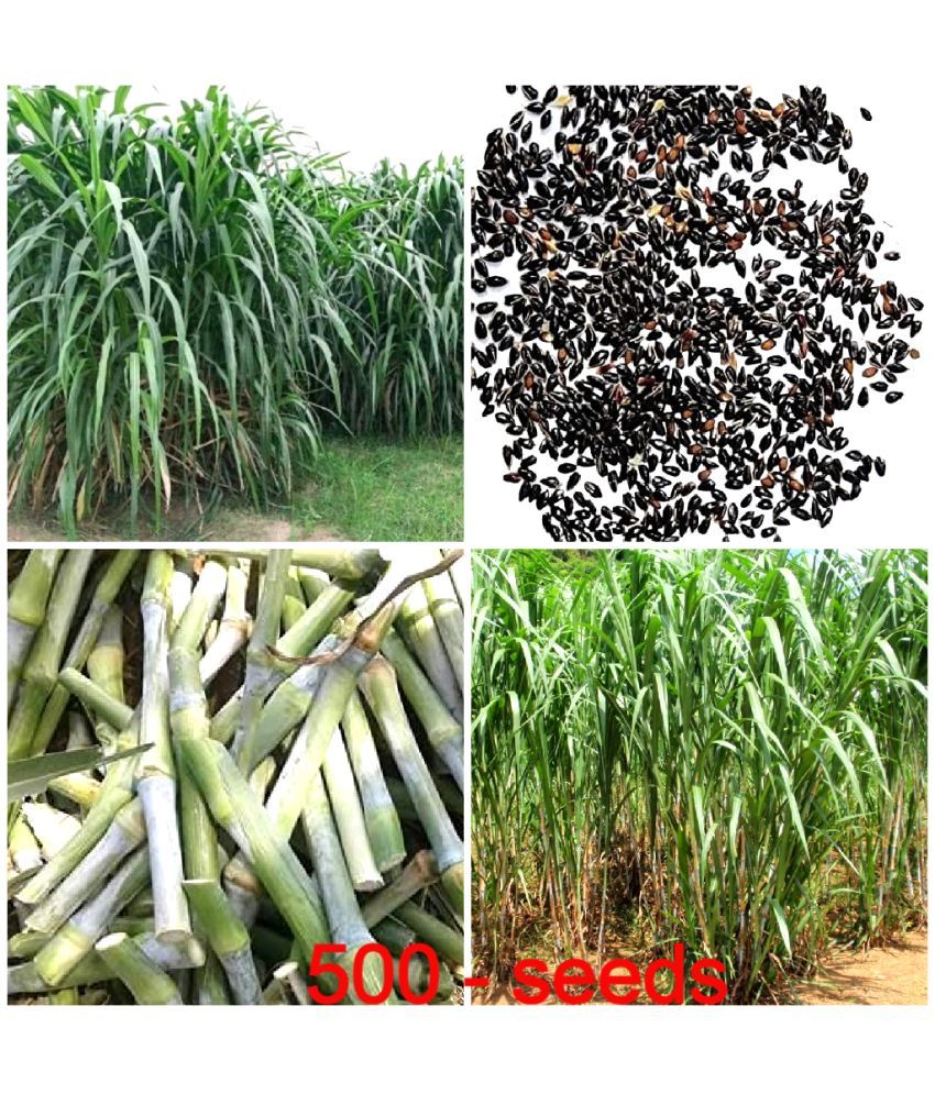     			GREEN EARTH JUMBO GRASS SEEDS Nederland grass 500 seeds best for animal feeding