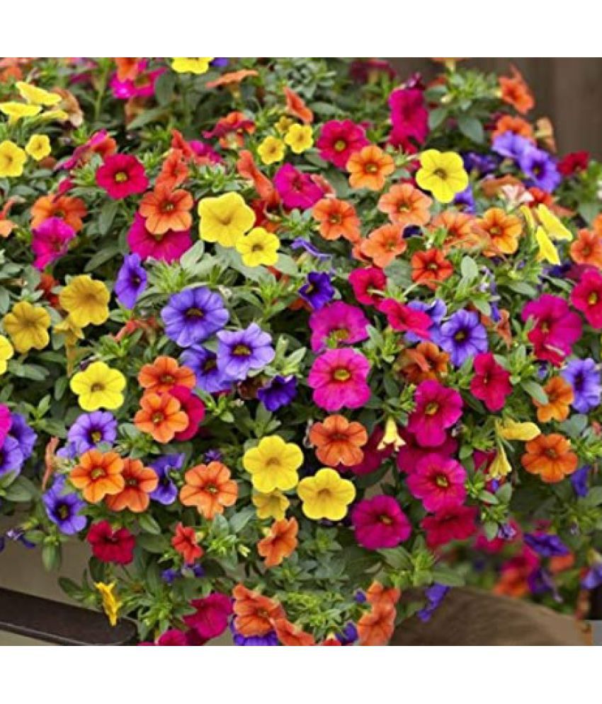     			Hybrid Petunia " Rapide Mixed " Flower Seeds for Growing ( pack of 50 seeds )