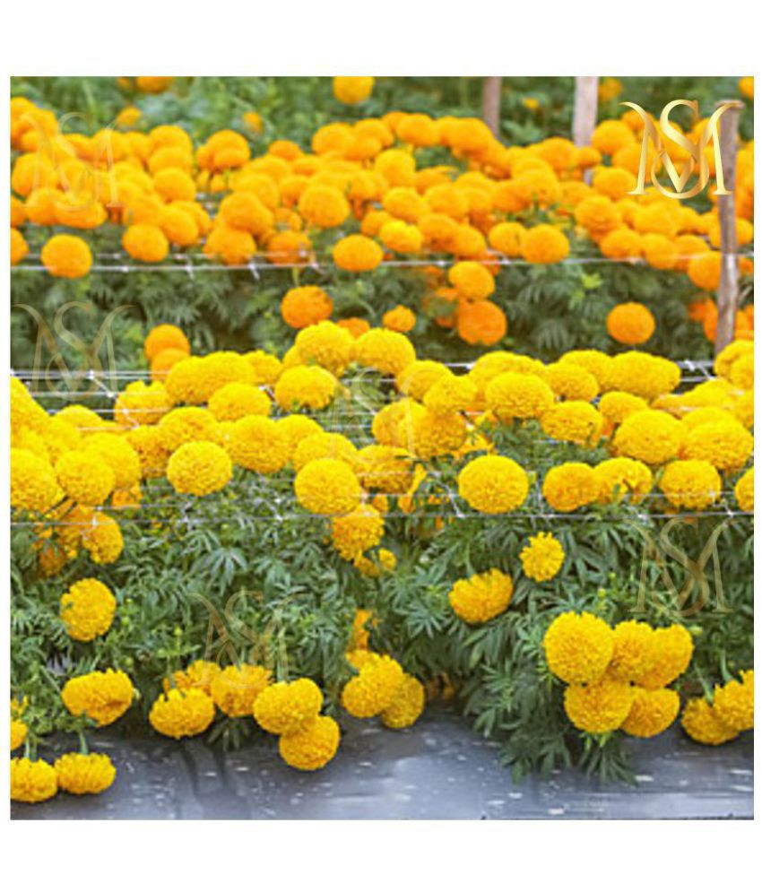     			sky star agro & co. - Marigold Flower ( 50 Seeds )