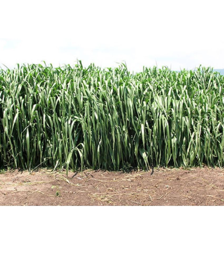     			SUPER NAPIER GRASS Seed (APPROX 500 SEEDS per packet)