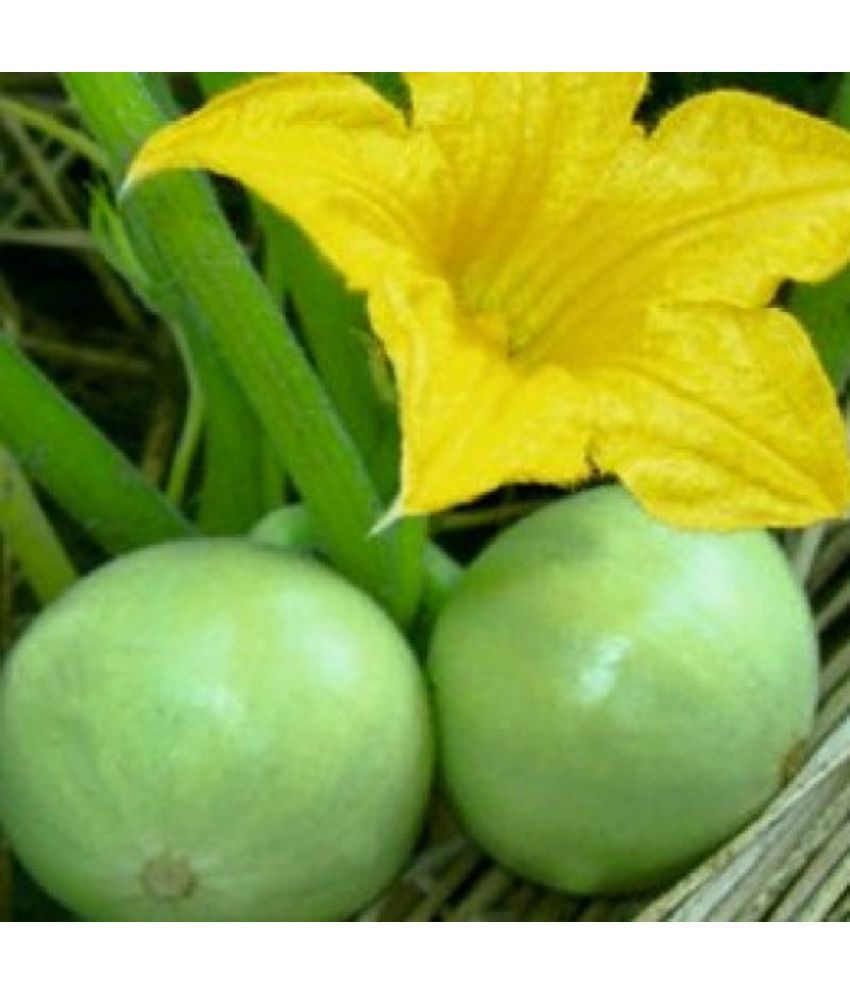     			Tinda (Tinde-Dhemase ), Indian Squash ,Round Gourd 50 Seeds