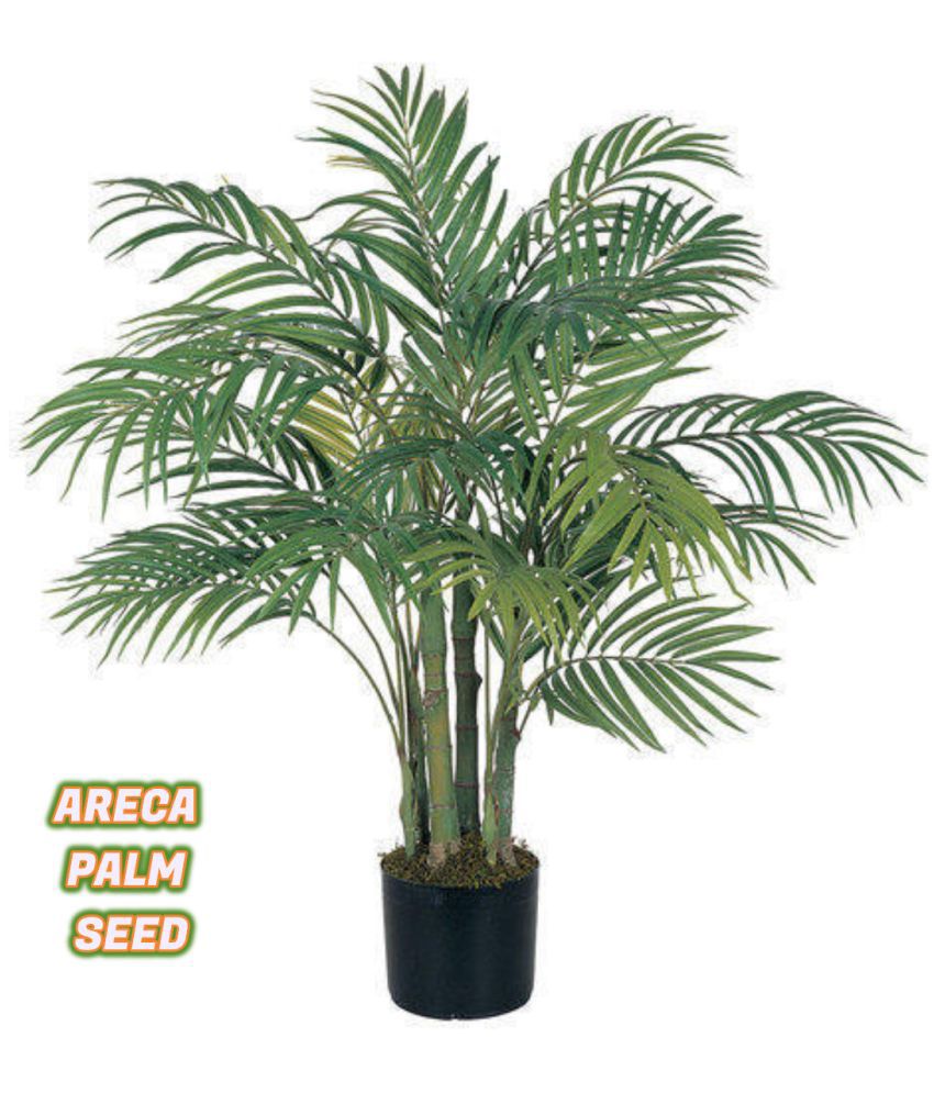     			Areca palm plant seed ( 5 seed ) for home gardeing use indoor and outdoor with cocoopeat free with user manual.