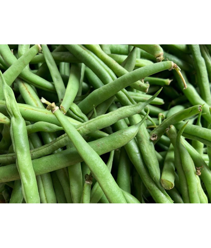     			\nGuwar Cluster Bean Vegetable Hybrid Seeds | Pack of 50 seeds