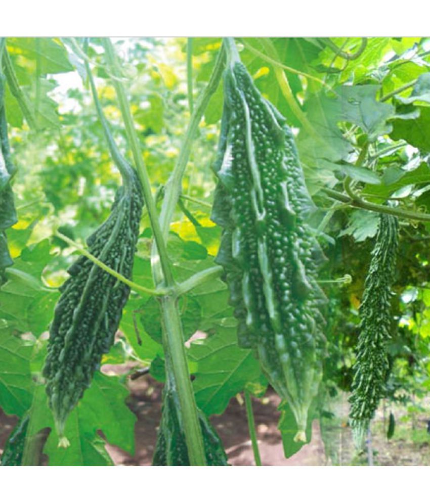     			Bitter gourd karela 20 seeds high germination seeds with instruction manual