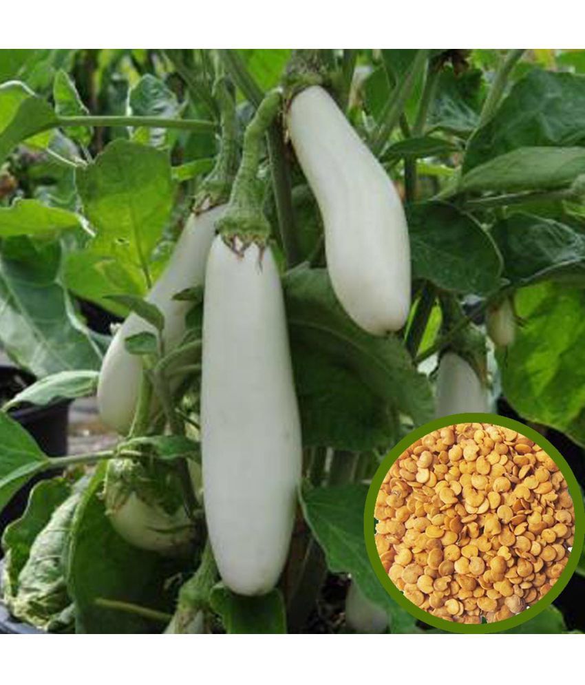     			Brinjal white long baingan 50 seeds high germination seeds with instruction manual