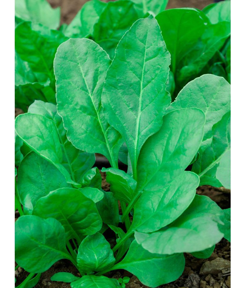     			Green spianach palak 200 seeds high germination seeds with instruction manual