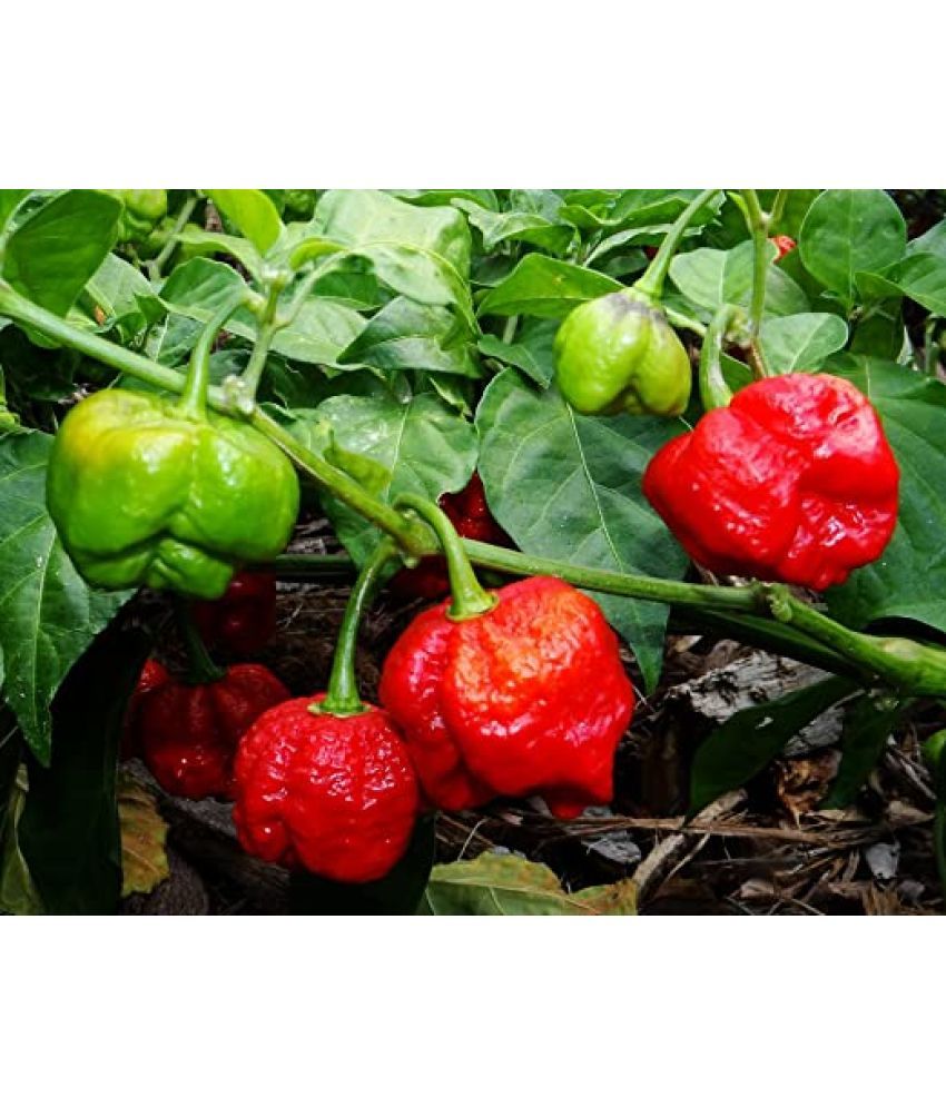     			HOT CHILLI CAROLINA 30 seeds pack with user manual for your garden