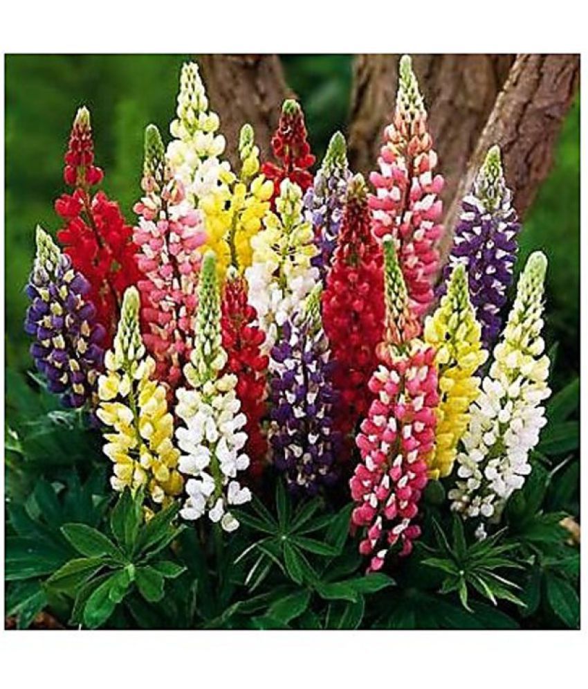     			Lupin mix type flower 30 seeds pack with free Free cocopeat and user manual for your garden