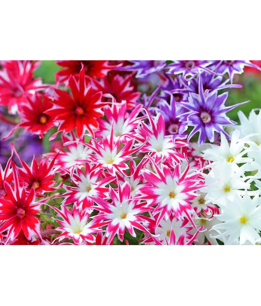     			Phlox mix varietry flower 40 seeds pack with 100 gm cocopeat snd user manual
