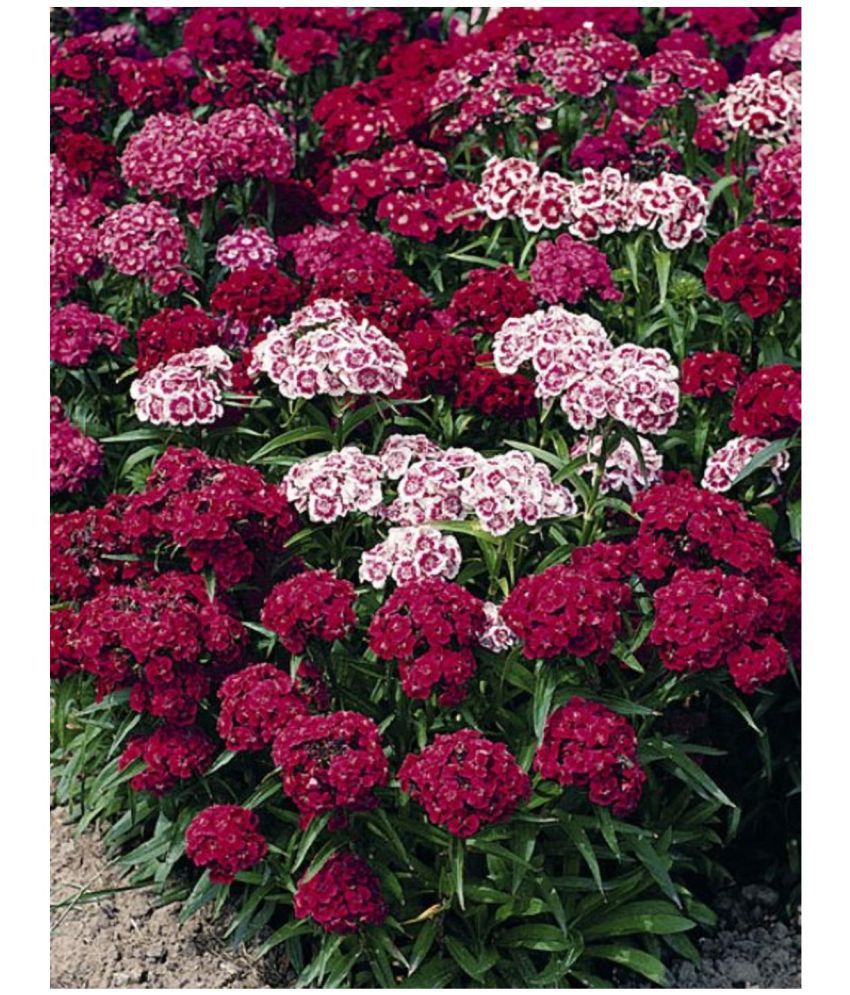     			Sweet william flower 50 seeds pack with free Free cocopeat and user manual for your garden