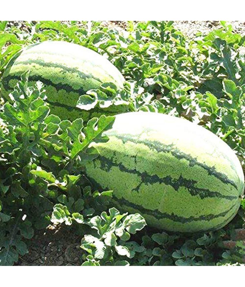     			Water melon tarbuj kalinger 30 seeds high germination seeds with instruction manual