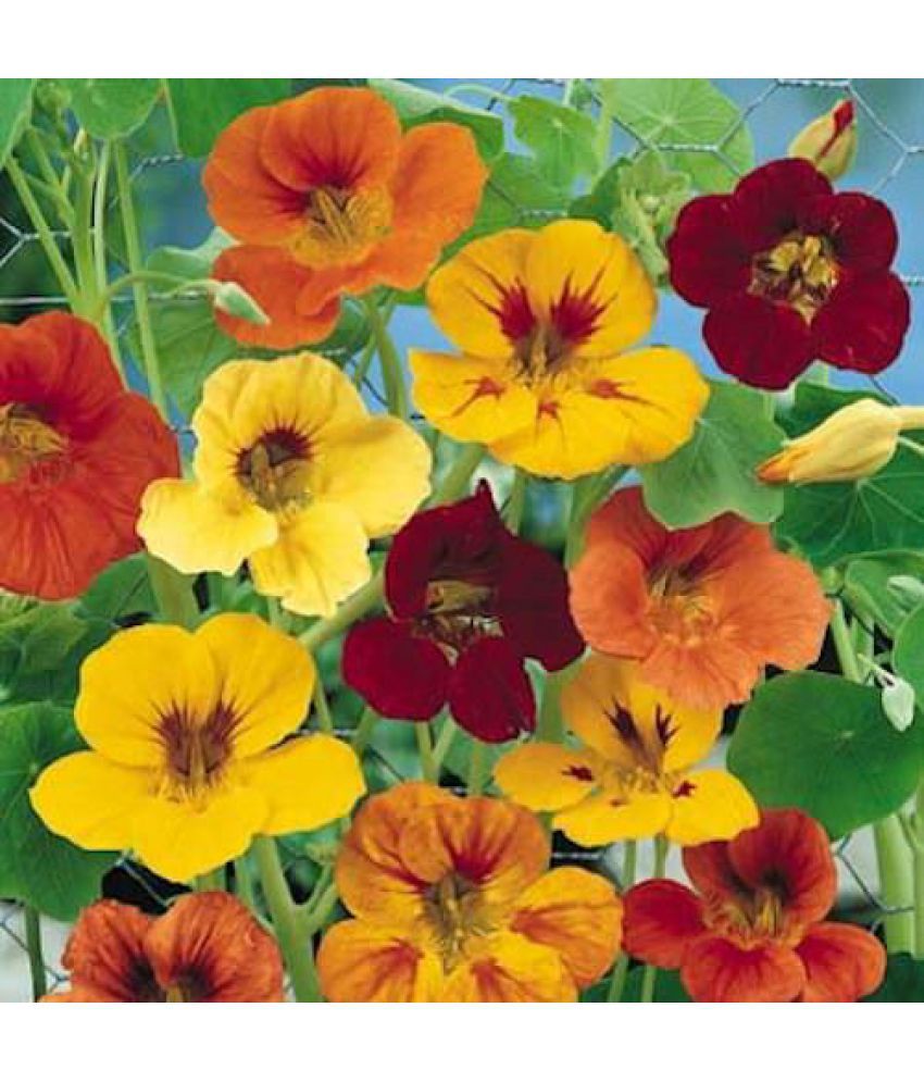     			nasturium flower 20 seeds pack with free Free cocopeat and user manual for your garden