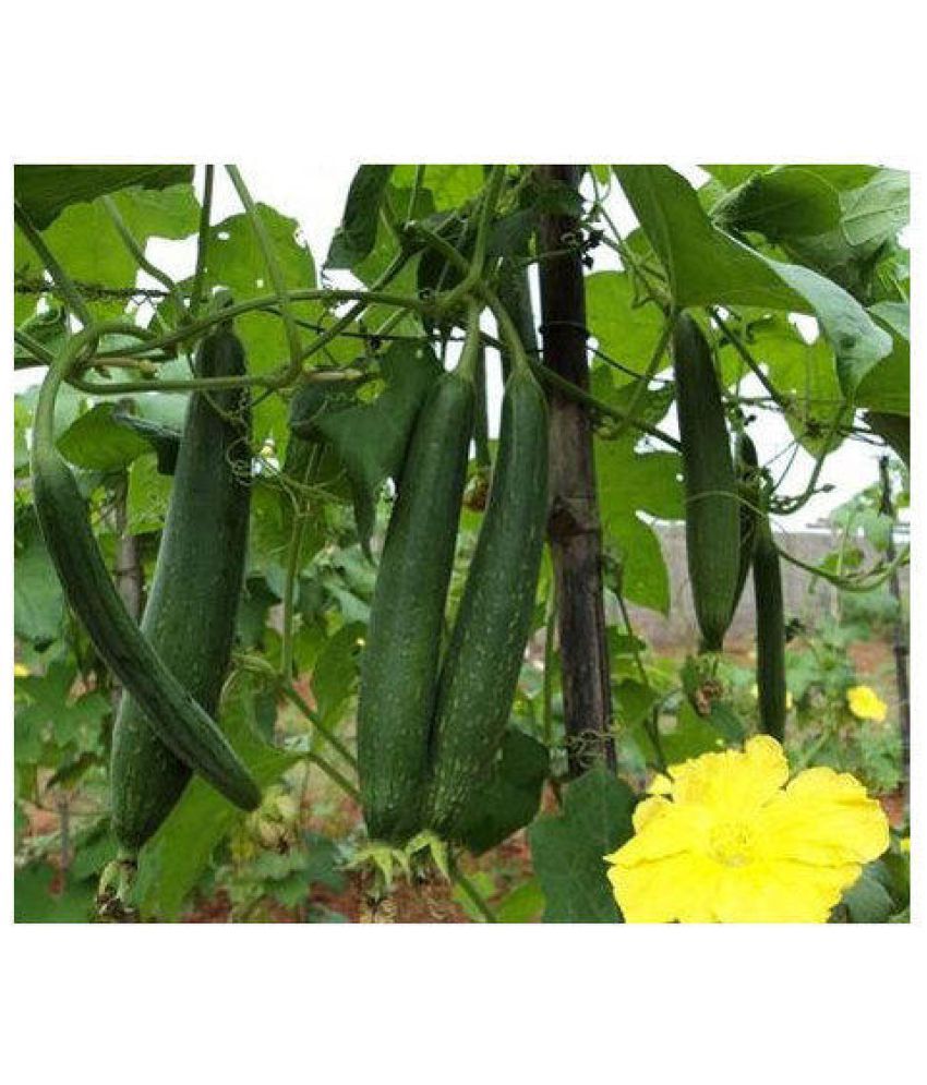     			spounge gourd torai satputiya 20 seeds high germination seeds with instruction manual