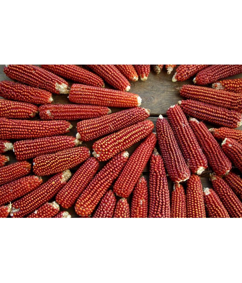     			Red Corn (maize) Traditional Seeds - 50 seed