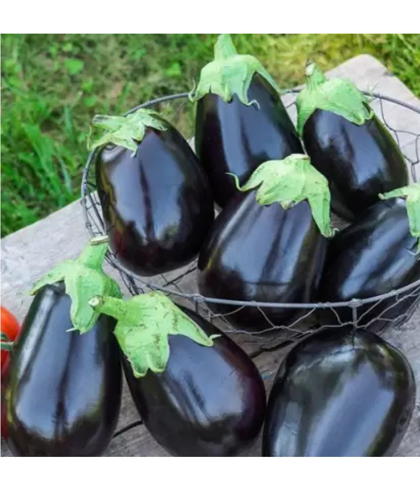     			Black Round Brinjal Vegetable Seeds -Pack of 50