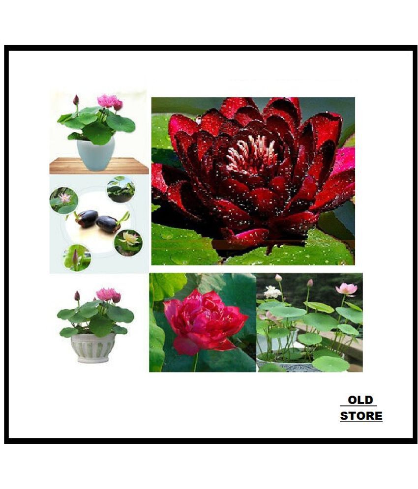     			MIX COLOR LOTUS FLOWER 20 SEEDS PACK WITH USER MANUAL