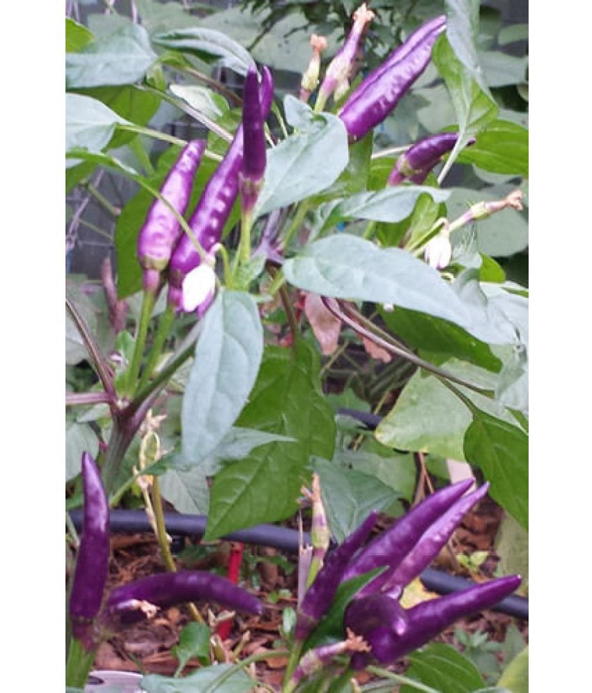     			Black Chilli MIRCH Vegetable 50 Seeds PACK WITH USER MANUAL Vegetable Seeds 50 FOR HOME KITCHEN GARDEN