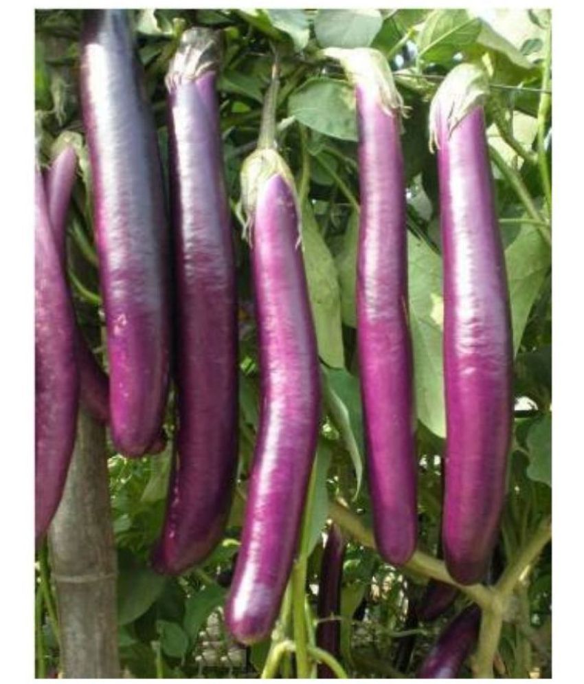     			Brinjal Long Purple Variety 100 Seeds - Hybrid Vegetable Bainan Seeds - with user manual for home gardening use