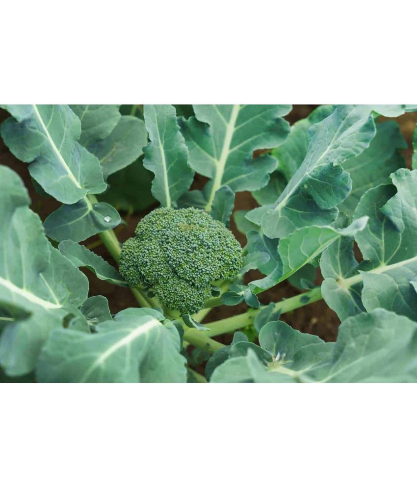     			Organics Naturally Treated Organic Broccoli Seeds (100 seeds) PACK WITH USER MANUAL FOR HOME KITCHEN GARDEN USE