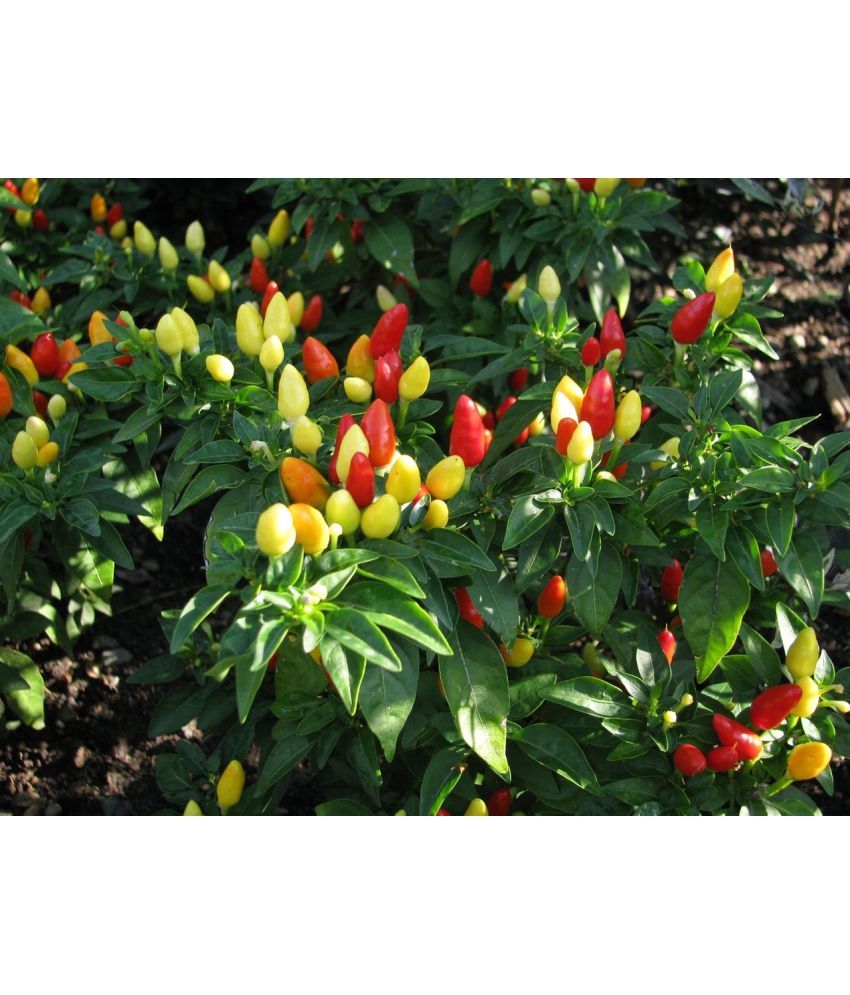     			Ornamental Vegetablel Chilli 50 Fresh Seeds PACK Fast Growing Variety Plants Seeds WITH USER MANUAL