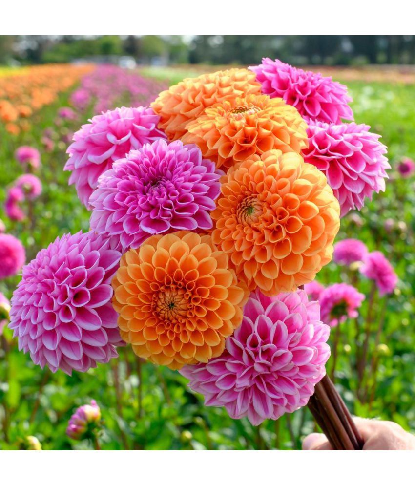     			SIVI DAHLIA Winter Bloom Flower Seeds 100 SEEDS Each WITH SOIL AND MANUAL