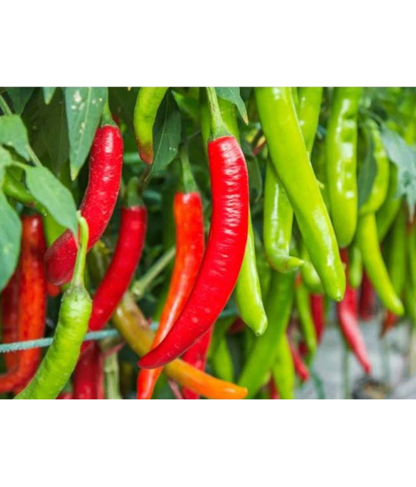     			CLASSIC GREEN EARTH - Vegetable Seeds ( Sadabahar Chilli/Mirch Seeds - Pack of 50 )