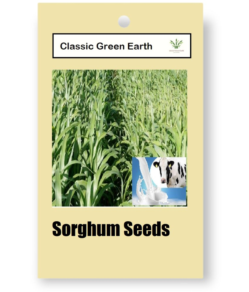     			CLASSIC GREEN EARTH - Grass Seeds ( JUMBOO GRASS SEEDS 1000 SEEDS )