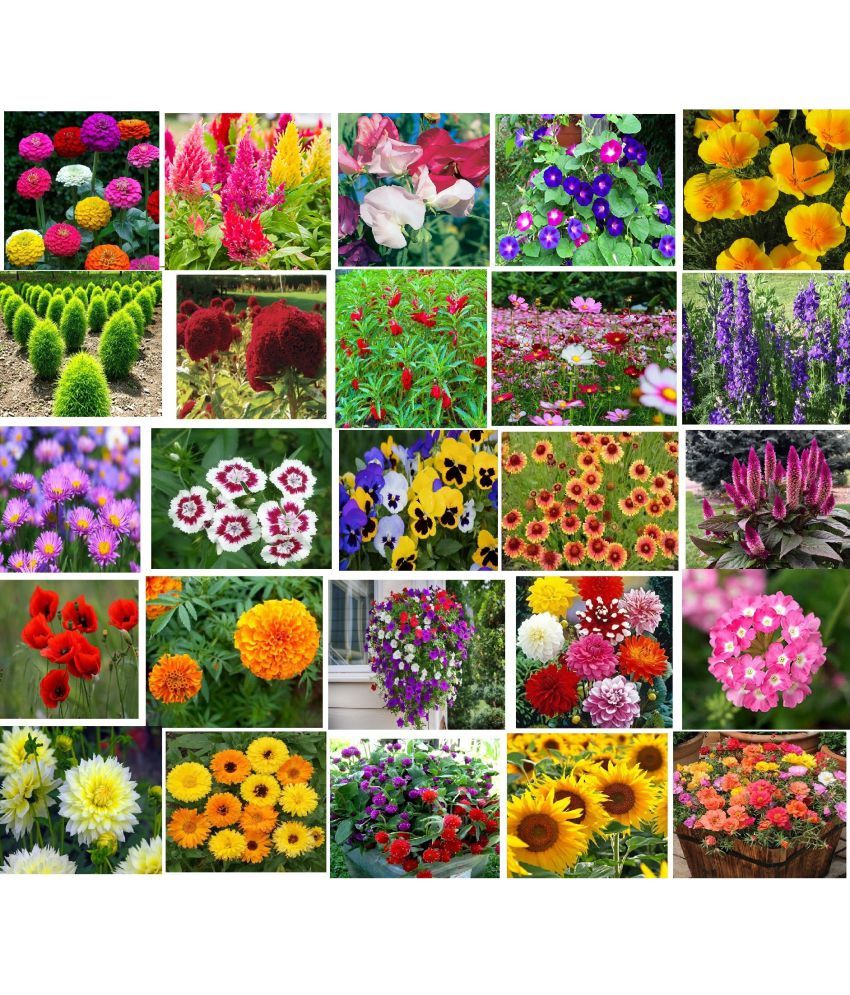     			CLASSIC GREEN EARTH - Flower Seeds ( 25 FLOWER COMBO 2000 SEEDS HYBRID )