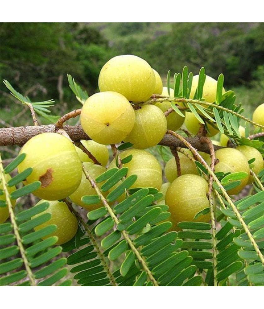 Where Can I Find Amla Fruit HOMETALES - Fruit Seeds ( Amla Tree, Indian Gooseberry (Big Fruit 20