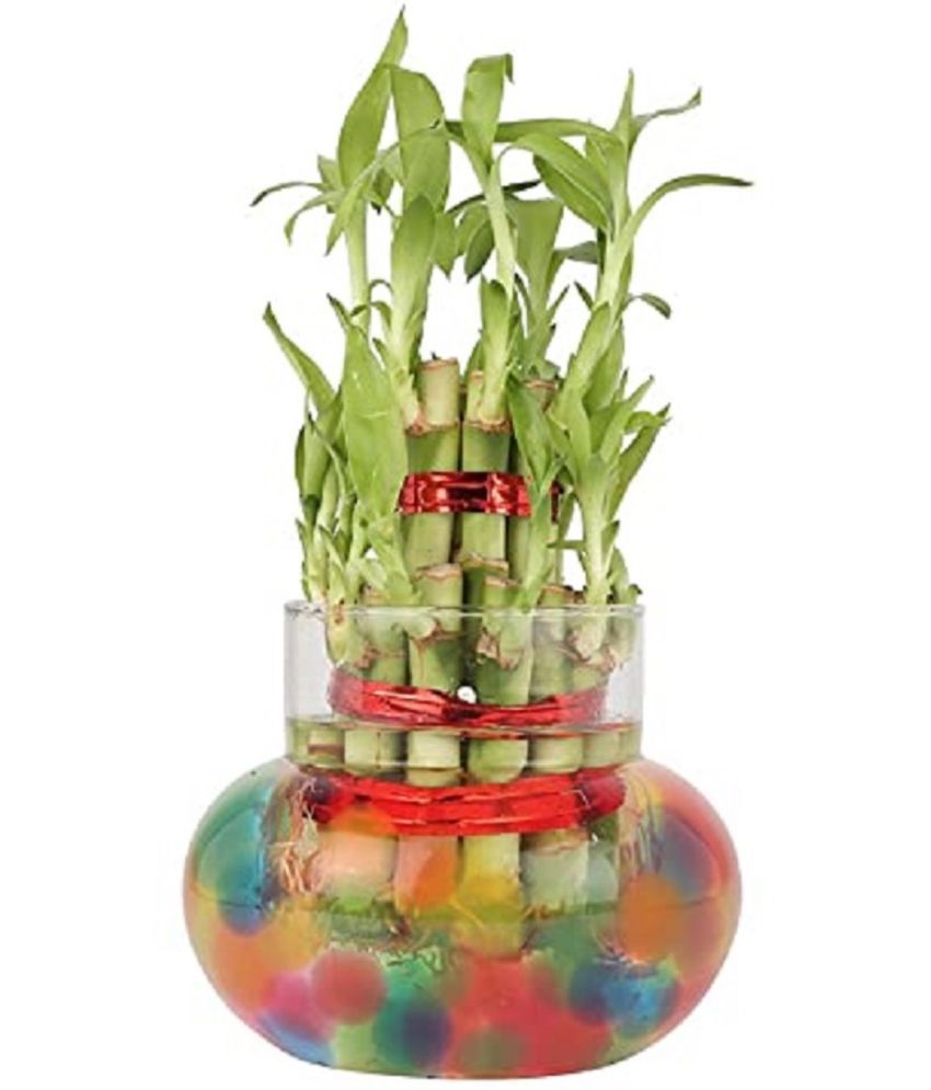     			Green plant indoor 2 Layer Lucky Bamboo Plant Green Bonsai Glass - Pack of 1